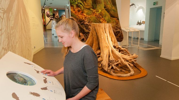 Junges Mädchen interagiert mit einer interaktiven Ausstellung im Nationalpark-Zentrum Eifel. Sie steht vor einer Infotafel mit Tierillustrationen und einem Bildschirm. Im Hintergrund ein großer, freigelegter Baumwurzelteller sowie naturkundliche Exponate und Wandgrafiken. Die Ausstellung zeigt Lebensräume und Artenvielfalt im Wald.