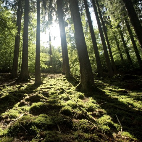 Randonnée à travers la forêt de la Meulenwaldroute, © Eifel Tourismus GmbH/D. Ketz