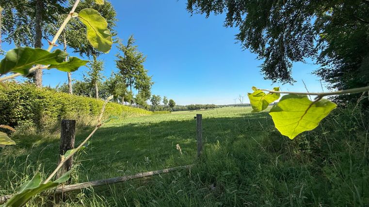 A green meadow under a clear blue sky, surrounded by trees. In the foreground, leaves are visible that gently frame the view of the landscape.