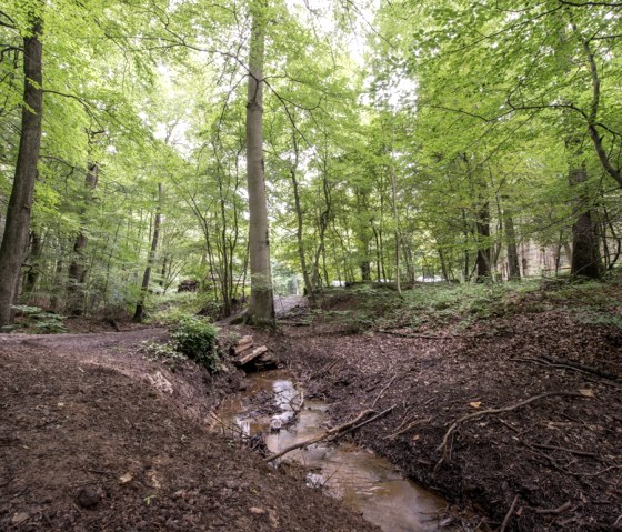 MTB-Tour Schlossrunde (Tour de l'Eifel gratuit A), © some.oner