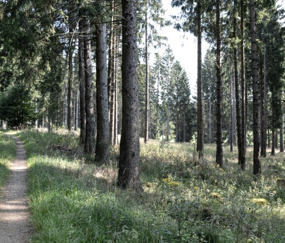 Ontginnen in het bos, EifelSpur wildernisroute, © Nordeifel Tourismus GmbH
