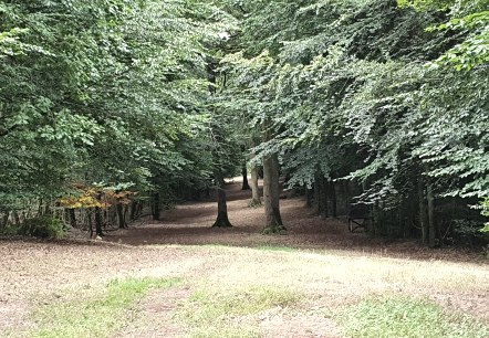 A forest clearing with a dense green canopy and a narrow path leading through the forest. The ground is covered with leaves., © TI Bitburger Land - Steffi Wagner