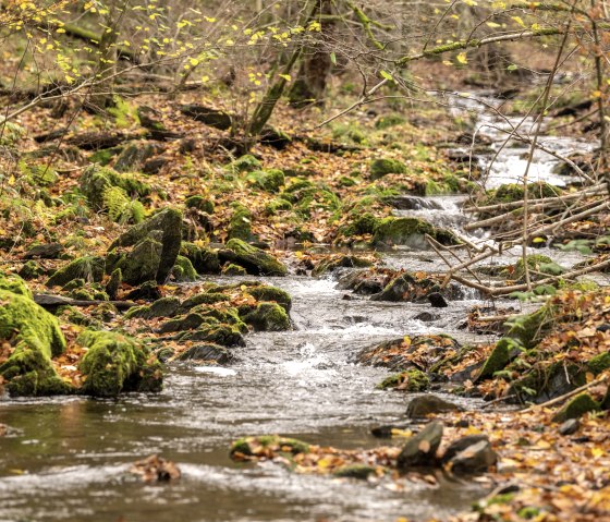 Hiking trail 75 - Püngelbach, © Eifel Tourismus GmbH, Dominik Ketz