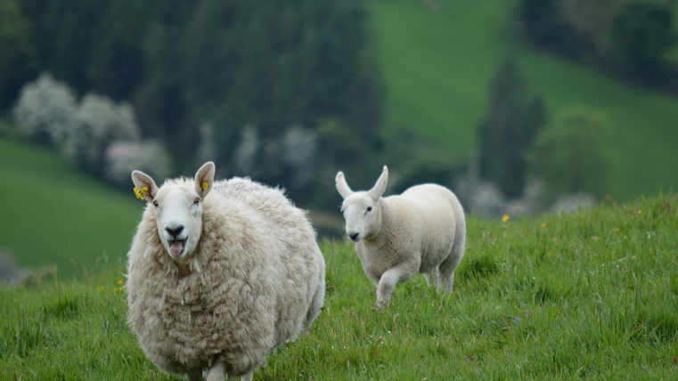 Hier zu sehen sind zwei Schafe namens Heinz und Theo, die über die blumenwiese rennen. Das vordere Schaft hat Wolle an und das hintere ist geschoren