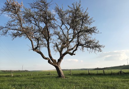Landschaft in Idesheim, © Frau Michels