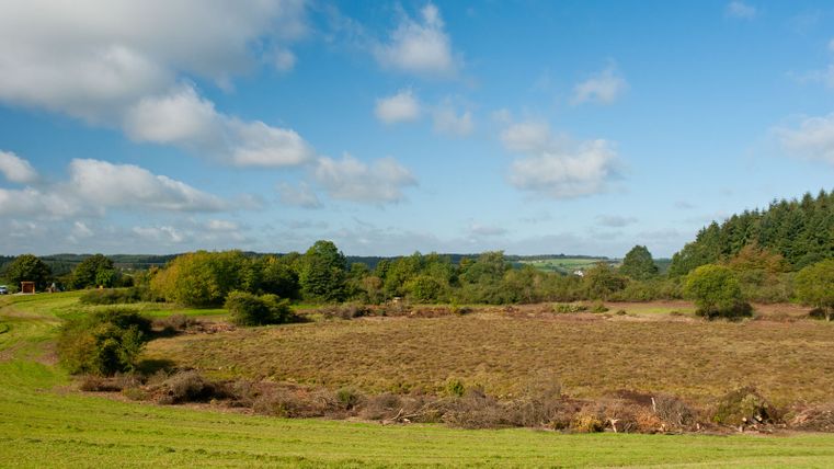 Landschaft mit Wiesen, Bäumen und blauem Himmel.