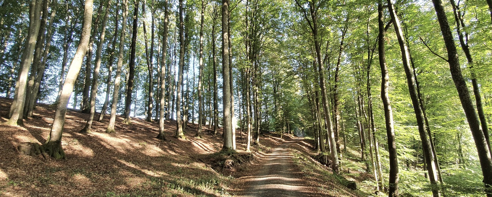 Un chemin forestier dans la vallée de l'Echtersbach, entouré de grands arbres clairsemés et de la lumière du soleil qui passe à travers les feuilles., © TI Bitburger Land, Steffi Wagner