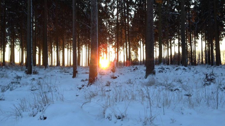 A wintry forest with a snow-covered ground. The sun sets behind the trees, giving the scene a warm light.