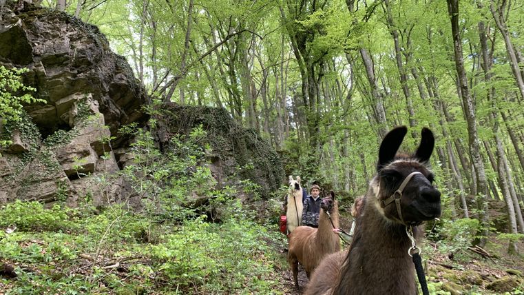Een lama staat op een weide naast een houtstapel. Op de achtergrond zijn mensen en een verkoopstand te zien.