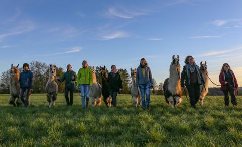 Een groep mensen wandelt met alpaca's op een groene wei. Op de achtergrond zijn bomen en heuvels te zien.