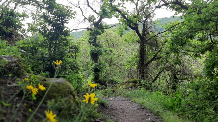 A picturesque forest path, surrounded by lush greenery and trees. At the edge, yellow flowers are blooming.