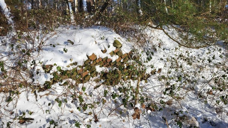 Ein mit Schnee bedeckter Boden, wo Gras und Pflanzen wachsen. Einige Steine sind sichtbar, umgeben von strauchigen Pflanzen.