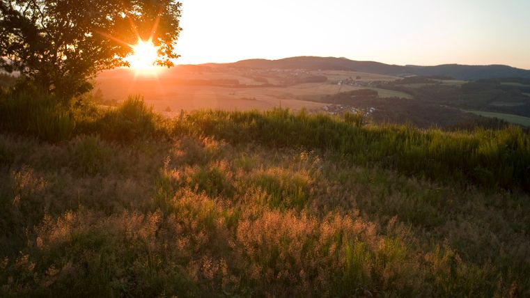 Coucher de soleil sur un paysage de landes avec un arbre au premier plan.