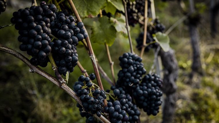 Dark grapes hang juicy on a vine. The surroundings are green and natural.
