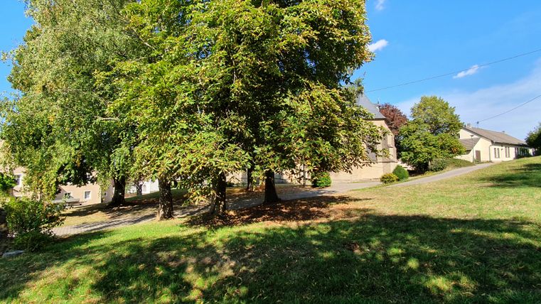 Groene weide met bomen en gebouwen op de achtergrond bij zonnig weer.