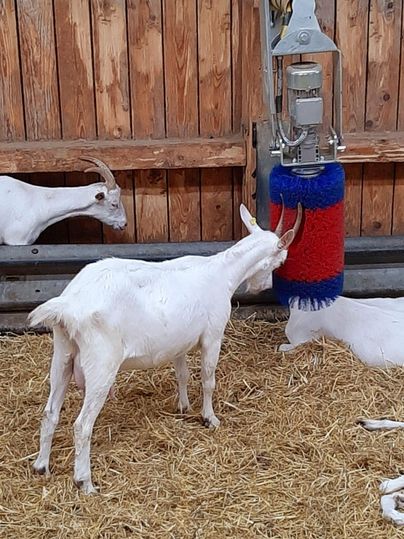 Eine weiße Ziege steht vor einem bunten Bürstengerät in einem Stall. Im Hintergrund sind weitere Ziegen und Holzwände zu sehen.