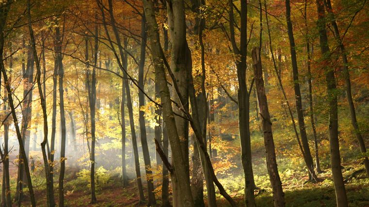 An autumnal forest with colorful leaves and soft light. The trees are close together and create a peaceful atmosphere.