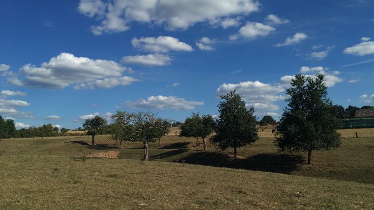 Boomgaardweide met bomen onder een blauwe lucht met wolken.