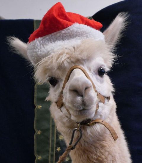 Ein Alpaka trägt einen roten Weihnachtsmannhut. Es schaut freundlich in die Kamera.