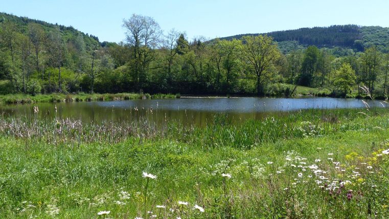 Ein ruhiger Teich umgeben von Wiesen und Bäumen. Der Himmel ist klar und die Natur blüht.