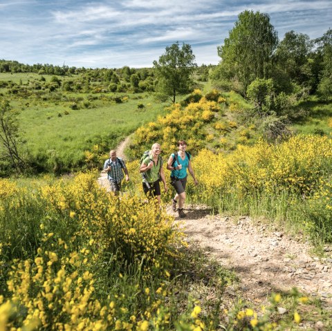 Wanderung entlang von Ginsterbüschen, © Dominik Ketz - Stadt Schleide