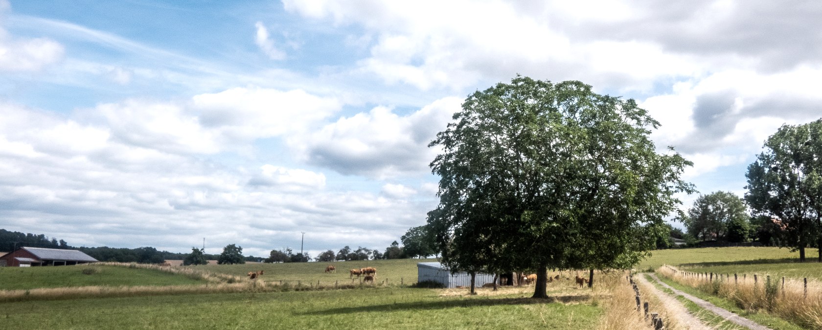 Green meadows with a large tree and a country lane, surrounded by willows and trees under a cloudy blue sky., © TI Bitburger Land
