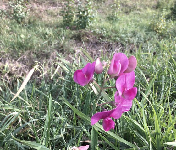 Eine pinke Blume blüht inmitten von grünem Gras und Pflanzen am Straßenrand., © TI Bitburger Land