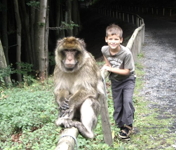 Parc à gibier de Daun, © Gertrud Wieser