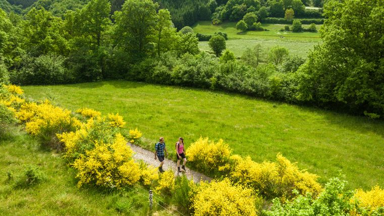 Two people are walking along a path surrounded by yellow gorse in bloom and a green landscape.