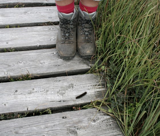 Randonnée dans les Hautes Fagnes, © Heike Becker