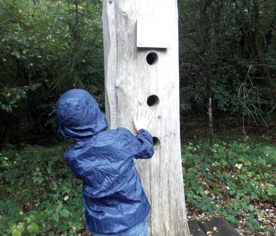 Ein Kind in blauer Regenjacke erkundet einen hohlen Baumstamm mit Löchern. Der Baumstamm steht auf einer Plattform im Wald., © Tourist-Information Bitburger Land