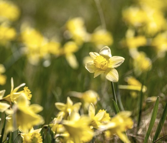 Narcisses jaunes sauvages dans l'Eifel, © Städteregion Aachen, Dominik Ketz