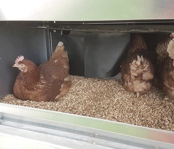 Poulets de pâturage, © Weidehof Johanns