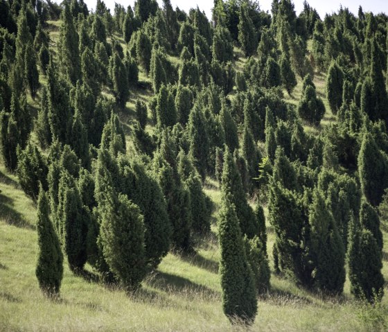 Lampertstal juniper reserve. The largest contiguous juniper area in NRW, © Rheinland-Pfalz Tourismus/D. Ketz