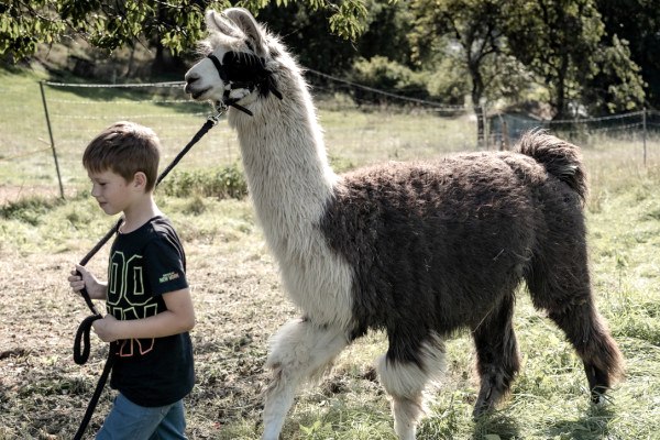 An unforgettable children's birthday party with llamas: leading the llamas on the pasture