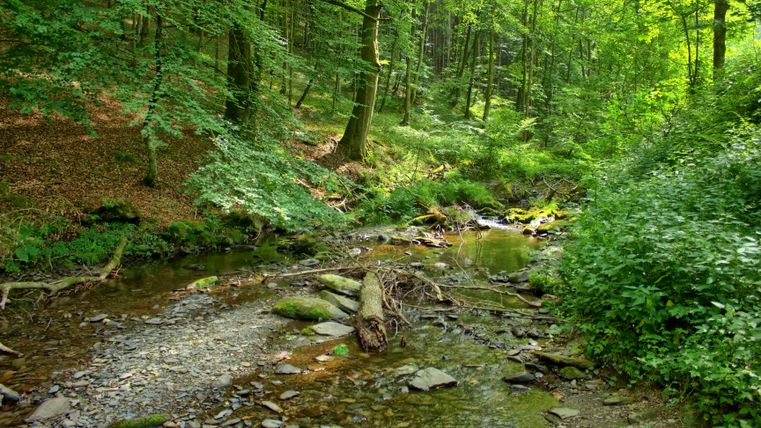 A quiet brook flows through a green forest. The surroundings are lush, overgrown with trees and plants.
