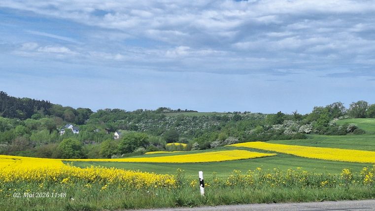 Eine malerische Landschaft mit leuchtend gelben Feldern und sanften Hügeln. Der Himmel ist teilweise bewölkt und die Natur erstrahlt in sattem Grün.