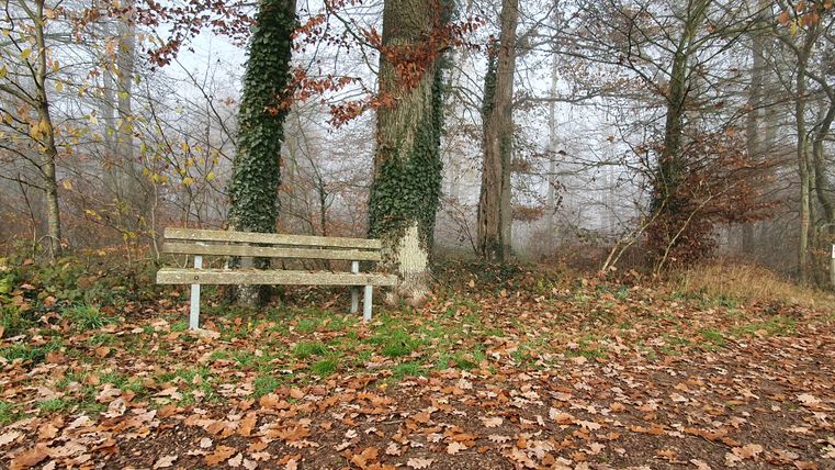 Eine Holzbank steht im herbstlichen Wald, umgeben von Laub und Bäumen.