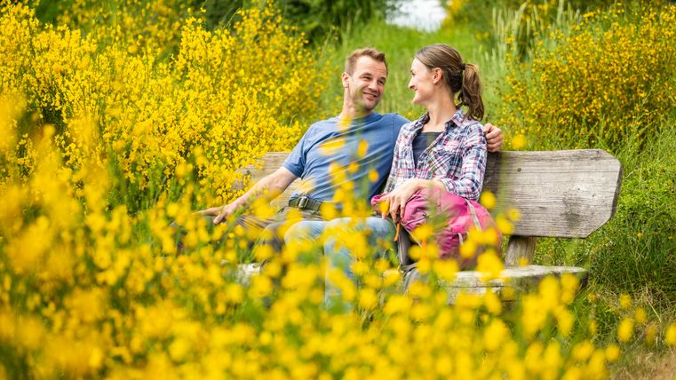 A couple sits on a bench surrounded by yellow broom.