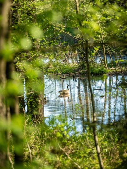 A beautiful pond with swans, surrounded by trees and green foliage. The clear water surface reflects the surroundings.