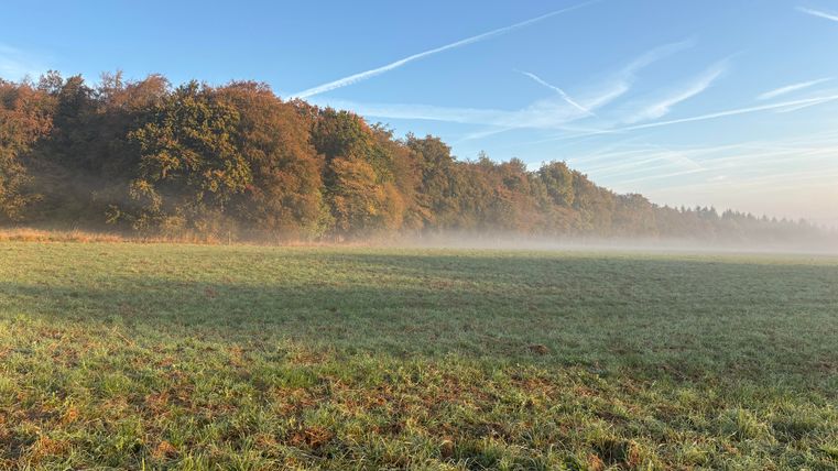 A foggy landscape with a green field and colorful deciduous forest in the background. The sky is clear and blue, with some white clouds.