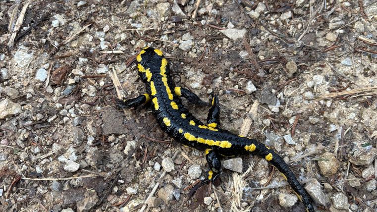 Un salamandre de feu "Lurchi"