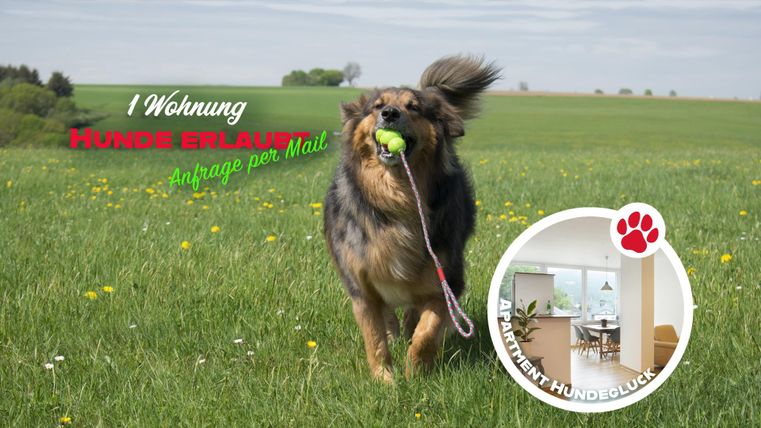 Un chien joyeux court sur une pelouse verte avec une balle dans la bouche. L'image montre aussi une petite illustration d'un appartement qui est convivial pour les chiens.