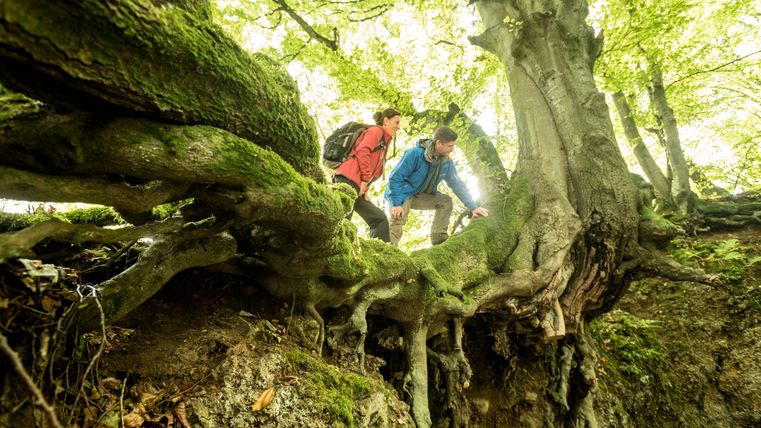 Deux randonneurs sur un tronc d'arbre couvert de mousse dans la forêt.
