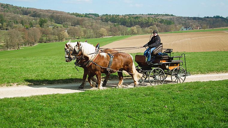 A man is riding in a carriage pulled by two horses on a country lane.
