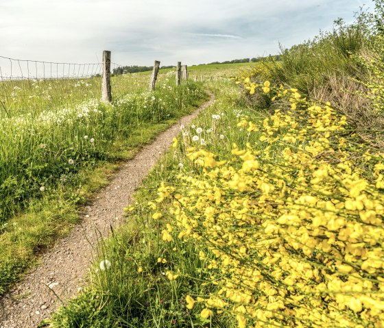 Genêt en fleurs au Eichholzmaar, © Eifel Tourismus GmbH, Dominik Ketz