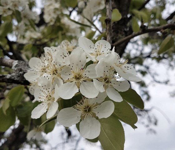 Le printemps dans le jardin du presbytère, © Nicole Baller