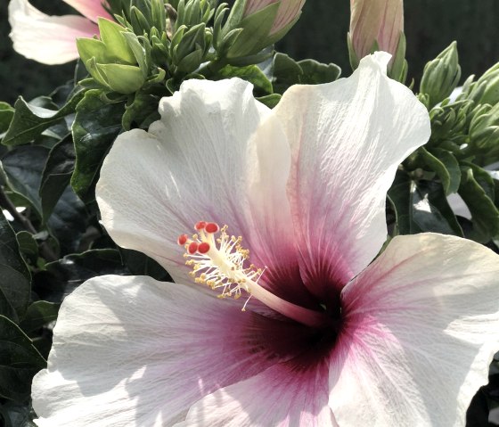 Hibiscus flower, © Poll