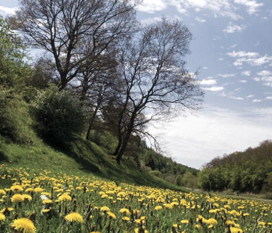 Devon path, dandelion meadow, © Naturpark Südeifel, Pierre Haas