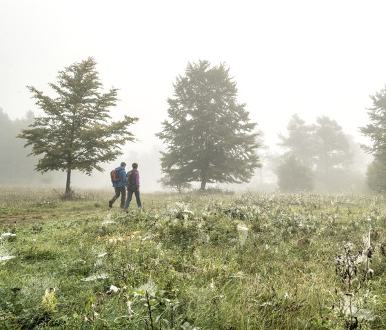 Mystieke sfeer op het Munterley Plateau, © Eifel Tourismus GmbH, D. Ketz